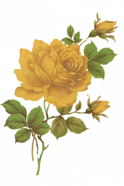 Jinifur Yellow Rose by jinifur on deviantART | ₳ntique ...