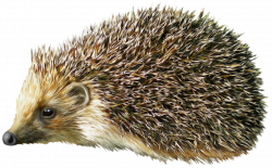 Hedgehog PNG Clipart - Best WEB Clipart