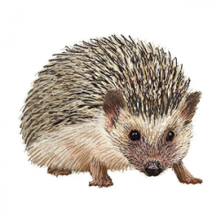 Hedgehog Cartoon Clipart | Free Images at Clker.com - vector ...