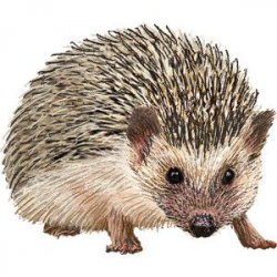 Hedgehog clipart graphics (Free clip art | All Creatures ...