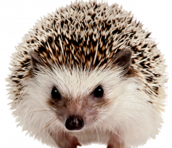 Hedgehog PNG images free download