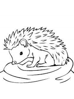 Download hedgehog outline clipart Hedgehog Coloring book ...