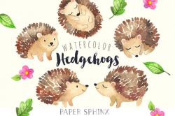 Watercolor Hedgehogs Clipart | Baby Forest Animals ...