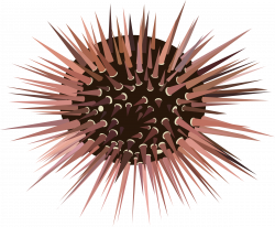 Clipart - Sea Urchin