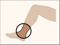 Clip Art: Parts of the Body: Ankle Color Unlabeled I ...