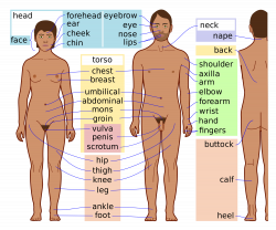 Human Body Parts External | Fosfe.com