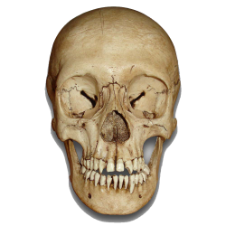 Skull PNG Transparent Skull.PNG Images. | PlusPNG
