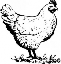 nesting hen clipart - - Yahoo Image Search Results | k & a ...