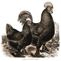 Free Printable Rooster | This is the image used in the tags & label ...