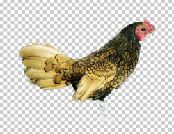 Rooster Chicken Hen Bird PNG, Clipart, Animal, Animals, Beak ...