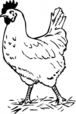 Chicken Clipart Black And White Hen Clipart Black And White ...