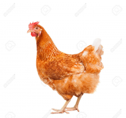 full body of brown chicken hen standing isolated white ...
