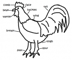 15 Chicken drawing body for free download on ayoqq.org