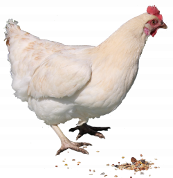 Cute Chicken PNG HD Transparent Cute Chicken HD.PNG Images. | PlusPNG