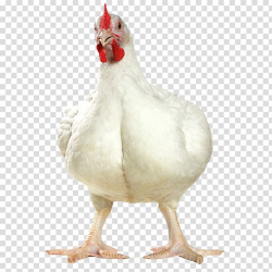 Cornish chicken Broiler Poultry farming Egg, Egg transparent ...