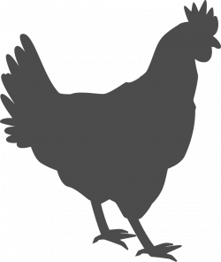 Hen Chicken Poultry Fowl Farm transparent image | cricut | Pinterest ...