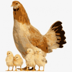 Hen Clipart Easy Chicken - Transparent Chicken Png Cartoon ...