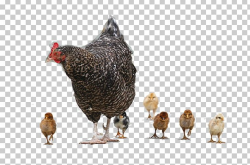 Chicken Meat Hen PNG, Clipart, Animals, Baby, Baby ...