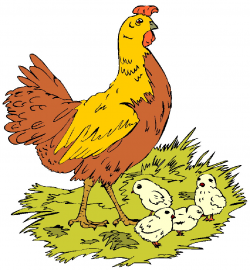 All About Chickens | kiddyhouse.com/Farm/Chickens