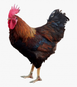 Hen Clipart Free Range Chicken - Cock Png #227485 - Free ...