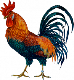 Cock HD PNG Transparent Cock HD.PNG Images. | PlusPNG