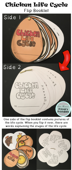 Chicken Life Cycle Flip Booklet | Pinterest | Chicken life, Cycling ...