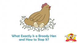 What Exactly Is a Broody Hen and How to Stop It?