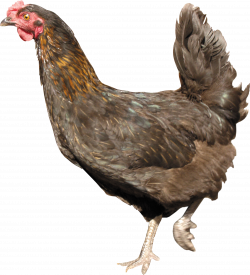 Chicken PNG images, free chicken picture download