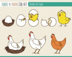 Chicken Life Cycle Clip Art - color and outlines | หน้าปก ...