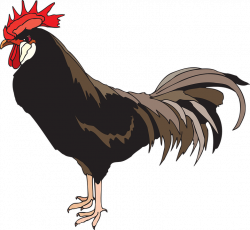 Cock PNG images free download