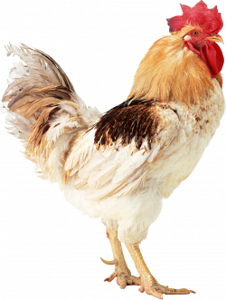 Cock HD PNG Transparent Cock HD.PNG Images. | PlusPNG