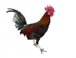 Cock PNG images free download