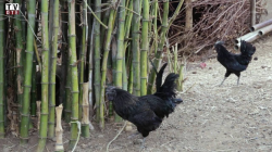 Kadaknath: The Return of the Black Chicken
