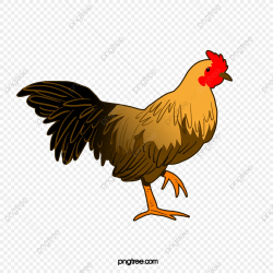 Poultry, Chicken, Hen, Chicken Closeup PNG Transparent ...