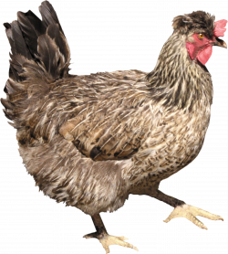 Chicken PNG image