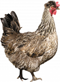 Chicken PNG image