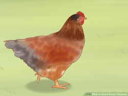 How to Breed Exotic Chickens (with Pictures) - wikiHow