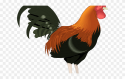 Realistic Clipart Chicken - Rooster Clipart Png Transparent ...
