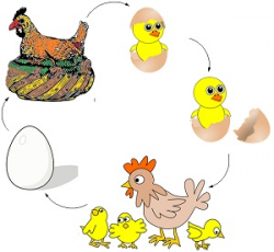 CBSE NCERT Notes Class 8 Biology Reproduction in Animals