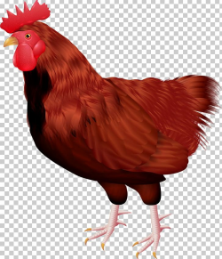 Rooster Chicken Bird Feather PNG, Clipart, Animal, Animals ...