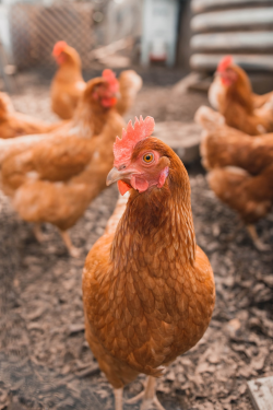 900+ Chicken Images: Download HD Pictures & Photos on Unsplash