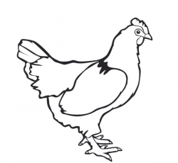 Chicken Outline | Free download best Chicken Outline on ...