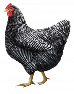 Chicken PNG images, free chicken picture download