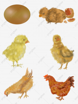 Cartoon Hen And Three Eggs, Cartoon Clipart, Cartoon Chicken ...