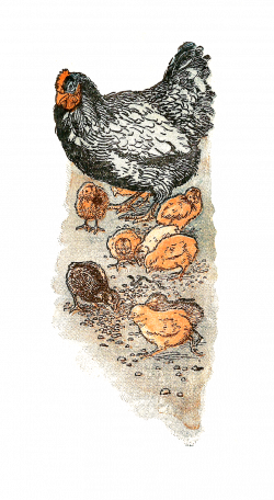 Digital Stamp Design: Bird Downloads Free Hen Chicks Clip Art ...