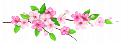 Pink Spring Branch PNG Image | leaves & branches | Pinterest
