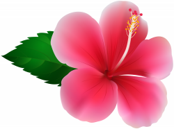 Pink Hibiscus PNG Clip Art Image | Gallery Yopriceville - High ...