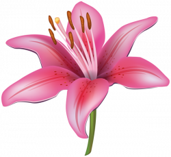 Pink Lily Flower PNG Clipart Image | Flores | Pinterest | Clipart ...