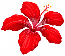 Exotic Red Flower PNG Image | FLOWER | Pinterest | Flower, Flower ...