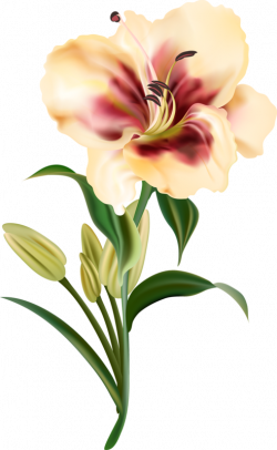 fleurs,flores,flowers,bloemen,png | Clipart | Pinterest